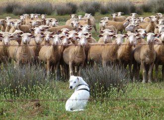 Çoban ve Köpeği
