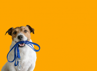 Köpekler Günde Kaç Saat Gezdirilmeli?
