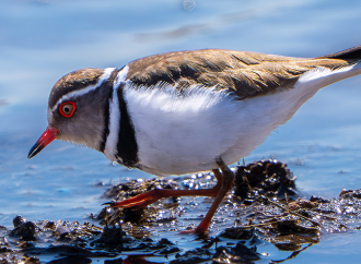 Gaziantep'te tarihi an: Türkiye'nin ilk 